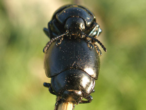 COLEOTTERI NEL FORUM - Chrysomelidae: Gen. Chrysolina